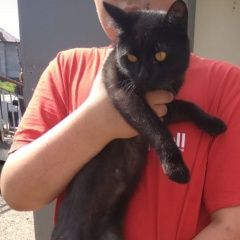 Подробнее об объявлении «Найдена кошка кот чёрный Москва» Фото: найдена кошка  «Найдена кошка кот чёрный Москва» в г. Москва