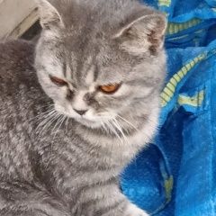 Подробнее об объявлении «Найдена кошка Москва» Фото: найдена кошка  «Найдена кошка Москва» в г. Москва