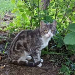 Подробнее об объявлении «Найден кот мраморный окрас Москва» Фото: найдена кошка  «Найден кот мраморный окрас Москва» в г. Москва