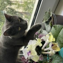 Подробнее об объявлении «Найден кот Владивосток» Фото: найдена кошка Британская короткошерстная кошка «Найден кот Владивосток» в г. Владивосток