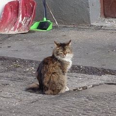 Подробнее об объявлении «Найдена кошка якиманка Москва» Фото: найдена кошка  «Найдена кошка якиманка Москва» в г. Москва