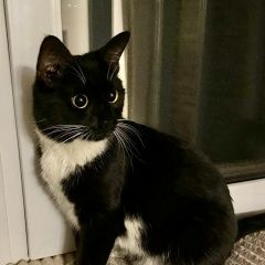 Подробнее об объявлении «Найдена кошка или кот Москва» Фото: найдена кошка  «Найдена кошка или кот Москва» в г. Москва