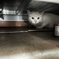 Подробнее об объявлении «Найдена кошка Иркутск» Фото: найдена кошка  «Найдена кошка Иркутск» в г. Иркутск