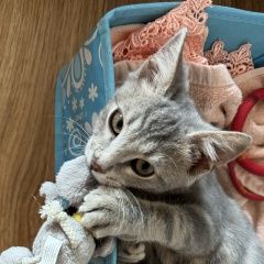 Подробнее об объявлении «Найден котёнок Нальчик» Фото: найдена кошка Бенгальская кошка «Найден котёнок Нальчик» в г. Нальчик