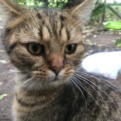 Подробнее об объявлении «Найден кот шотландский Москва» Фото: найдена кошка  «Найден кот шотландский Москва» в г. Москва