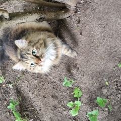 Подробнее об объявлении «Найдена кошка Гатчина» Фото: найдена кошка  «Найдена кошка Гатчина» в г. Гатчина