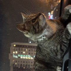 Подробнее об объявлении «Найдена кошка Москва» Фото: найдена кошка  «Найдена кошка Москва» в г. Москва