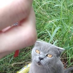 Подробнее об объявлении «Найдена кошка серая вислоухая Воскресенск» Фото: найдена кошка  «Найдена кошка серая вислоухая Воскресенск» в г. Воскресенск