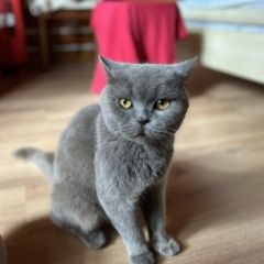 Подробнее об объявлении «Найдена кошка британка Алушта» Фото: найдена кошка Британская короткошерстная кошка «Найдена кошка британка Алушта» в г. Алушта