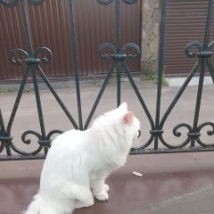 Подробнее об объявлении «Найдена кошка новая, район десна Москва» Фото: найдена кошка  «Найдена кошка новая, район десна Москва» в г. Москва