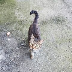 Подробнее об объявлении «Санкт-Петербург Найдена кошка» Фото: найдена кошка  «Санкт-Петербург Найдена кошка» в г. Санкт-Петербург