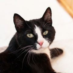 Подробнее об объявлении «Найдена кошка черно-белая кошка Красноярск» Фото: найдена кошка  «Найдена кошка черно-белая кошка Красноярск» в г. Красноярск