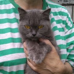 Подробнее об объявлении «Найдена кошка Липецк» Фото: найдена кошка  «Найдена кошка Липецк» в г. Липецк