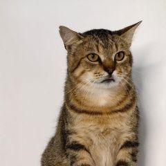 Подробнее об объявлении «Найдена кошка Задонск» Фото: найдена кошка  «Найдена кошка Задонск» в г. Задонск