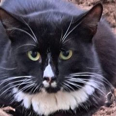 Подробнее об объявлении «Найден кот черно-белый кот Москва» Фото: найдена кошка  «Найден кот черно-белый кот Москва» в г. Москва