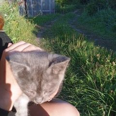 Подробнее об объявлении «Найден кот отдам котенка Липецк» Фото: найдена кошка  «Найден кот отдам котенка Липецк» в г. Липецк