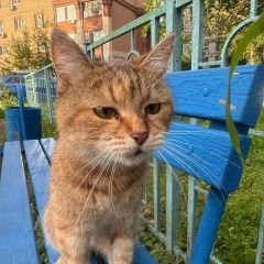 Подробнее об объявлении «Найдена кошка или кот Москва» Фото: найдена кошка  «Найдена кошка или кот Москва» в г. Москва
