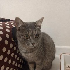 Подробнее об объявлении «Найдена кошка Якутск» Фото: найдена кошка  «Найдена кошка Якутск» в г. Якутск