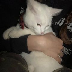 Подробнее об объявлении «Найдена кошка Тула» Фото: найдена кошка  «Найдена кошка Тула» в г. Тула