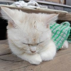 Подробнее об объявлении «Найдена кошка белый котёнок Дедовск» Фото: найдена кошка  «Найдена кошка белый котёнок Дедовск» в г. Дедовск