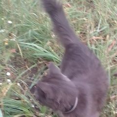 Подробнее об объявлении «Найдена кошка Пермь» Фото: найдена кошка  «Найдена кошка Пермь» в г. Пермь