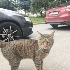 Подробнее об объявлении «Найден кот 05. 08. молодой кот 2-4 года. Москва» Фото: найдена кошка Европейская короткошерстная «Найден кот 05. 08. молодой кот 2-4 года. Москва» в г. Москва