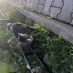 Подробнее об объявлении «Найден кот домашний Санкт-Петербург» Фото: найдена кошка  «Найден кот домашний Санкт-Петербург» в г. Санкт-Петербург