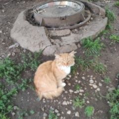 Подробнее об объявлении «Найдена кошка рыжий кот/кошка Пермь» Фото: найдена кошка  «Найдена кошка рыжий кот/кошка Пермь» в г. Пермь