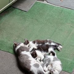 Подробнее об объявлении «Найдена кошка Краснодар» Фото: найдена кошка  «Найдена кошка Краснодар» в г. Краснодар