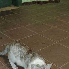 Подробнее об объявлении «Найдена кошка Мытищи» Фото: найдена кошка  «Найдена кошка Мытищи» в г. Мытищи