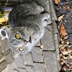Подробнее об объявлении «Найдена кошка Луганск» Фото: найдена кошка  «Найдена кошка Луганск» в г. Луганск