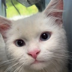 Подробнее об объявлении «Найден кот белый котенок с голубыми глазами Красногорск» Фото: найдена кошка  «Найден кот белый котенок с голубыми глазами...» в г. Красногорск