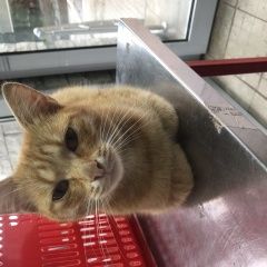Подробнее об объявлении «Найден кот рыжий Кострома» Фото: найдена кошка  «Найден кот рыжий Кострома» в г. Кострома