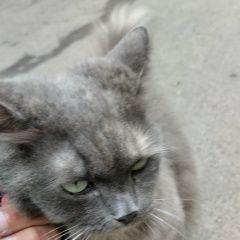 Подробнее об объявлении «Найдена кошка Екатеринбург» Фото: найдена кошка  «Найдена кошка Екатеринбург» в г. Екатеринбург