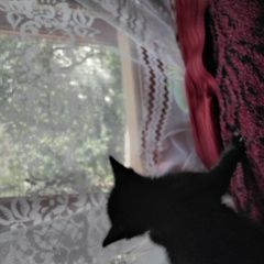 Подробнее об объявлении «Найдена кошка Сергиев Посад» Фото: найдена кошка  «Найдена кошка Сергиев Посад» в г. Сергиев Посад