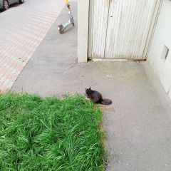 Подробнее об объявлении «Найдена кошка метро некрасовка Москва» Фото: найдена кошка  «Найдена кошка метро некрасовка Москва» в г. Москва