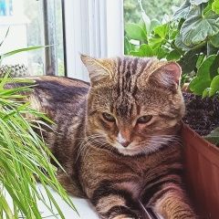 Подробнее об объявлении «Найден кот. очень скучает. Тверь» Фото: найдена кошка Бенгальская кошка «Найден кот. очень скучает. Тверь» в г. Тверь