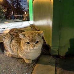 Подробнее об объявлении «Найдена кошка рыжая Москва» Фото: найдена кошка  «Найдена кошка рыжая Москва» в г. Москва