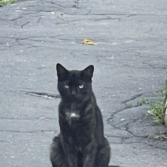 Подробнее об объявлении «Одинцово Найден кот чёрный» Фото: найдена кошка  «Одинцово Найден кот чёрный» в г. Одинцово