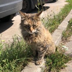 Подробнее об объявлении «Жуковский Найдена кошка» Фото: найдена кошка  «Жуковский Найдена кошка» в г. Жуковский