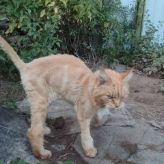 Подробнее об объявлении «Найден кот надежда Дмитров» Фото: найдена кошка Мейн-кун «Найден кот надежда Дмитров» в г. Дмитров