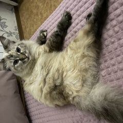 Подробнее об объявлении «Найдена кошка на пушкарева Ульяновск» Фото: найдена кошка  «Найдена кошка на пушкарева Ульяновск» в г. Ульяновск