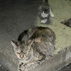 Подробнее об объявлении «Найдена кошка подкинули кошку с котятами Пятигорск» Фото: найдена кошка  «Найдена кошка подкинули кошку с котятами Пятигорск» в г. Пятигорск