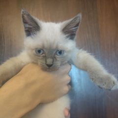 Подробнее об объявлении «Найдена кошка котенок Клин» Фото: найдена кошка Сиамская кошка «Найдена кошка котенок Клин» в г. Клин