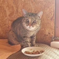 Подробнее об объявлении «Найдена кошка Приозерск» Фото: найдена кошка  «Найдена кошка Приозерск» в г. Приозерск