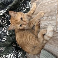 Подробнее об объявлении «Найдена кошка рыжая молодая Москва» Фото: найдена кошка  «Найдена кошка рыжая молодая Москва» в г. Москва