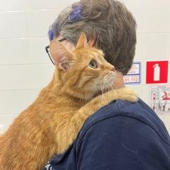 Подробнее об объявлении «Найден кот рыжий кот Москва» Фото: найдена кошка  «Найден кот рыжий кот Москва» в г. Москва