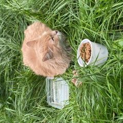 Подробнее об объявлении «Найдена кошка Москва» Фото: найдена кошка  «Найдена кошка Москва» в г. Москва