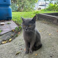 Подробнее об объявлении «Найдена кошка Москва» Фото: найдена кошка  «Найдена кошка Москва» в г. Москва