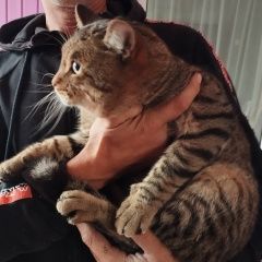 Подробнее об объявлении «Найден кот Новосибирск» Фото: найдена кошка  «Найден кот Новосибирск» в г. Новосибирск